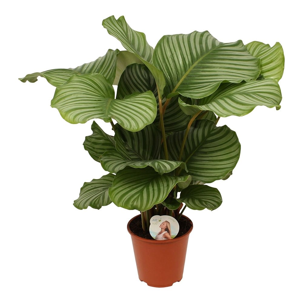 Calathea Orbifolia - 75-85 cm