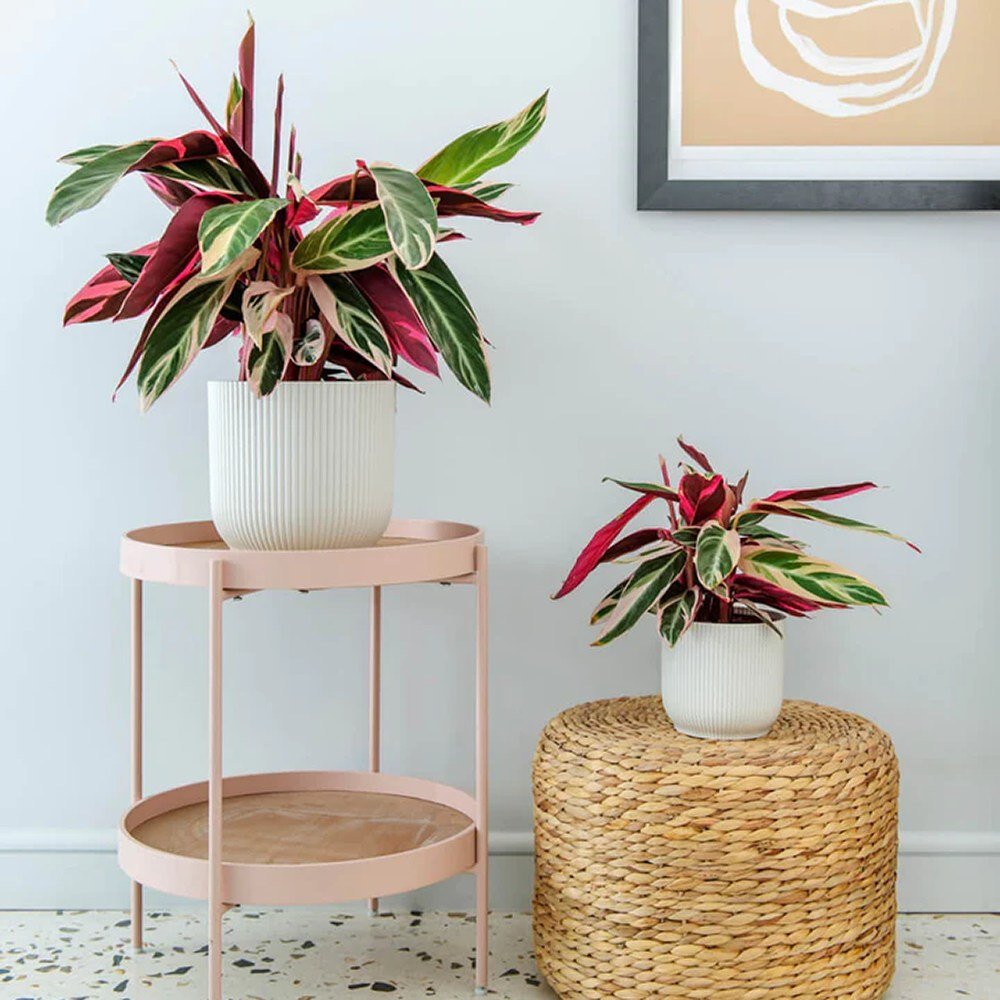 Calathea Tricolor Triostar (Stromanthe sanguinea Triostar) - 40 cm