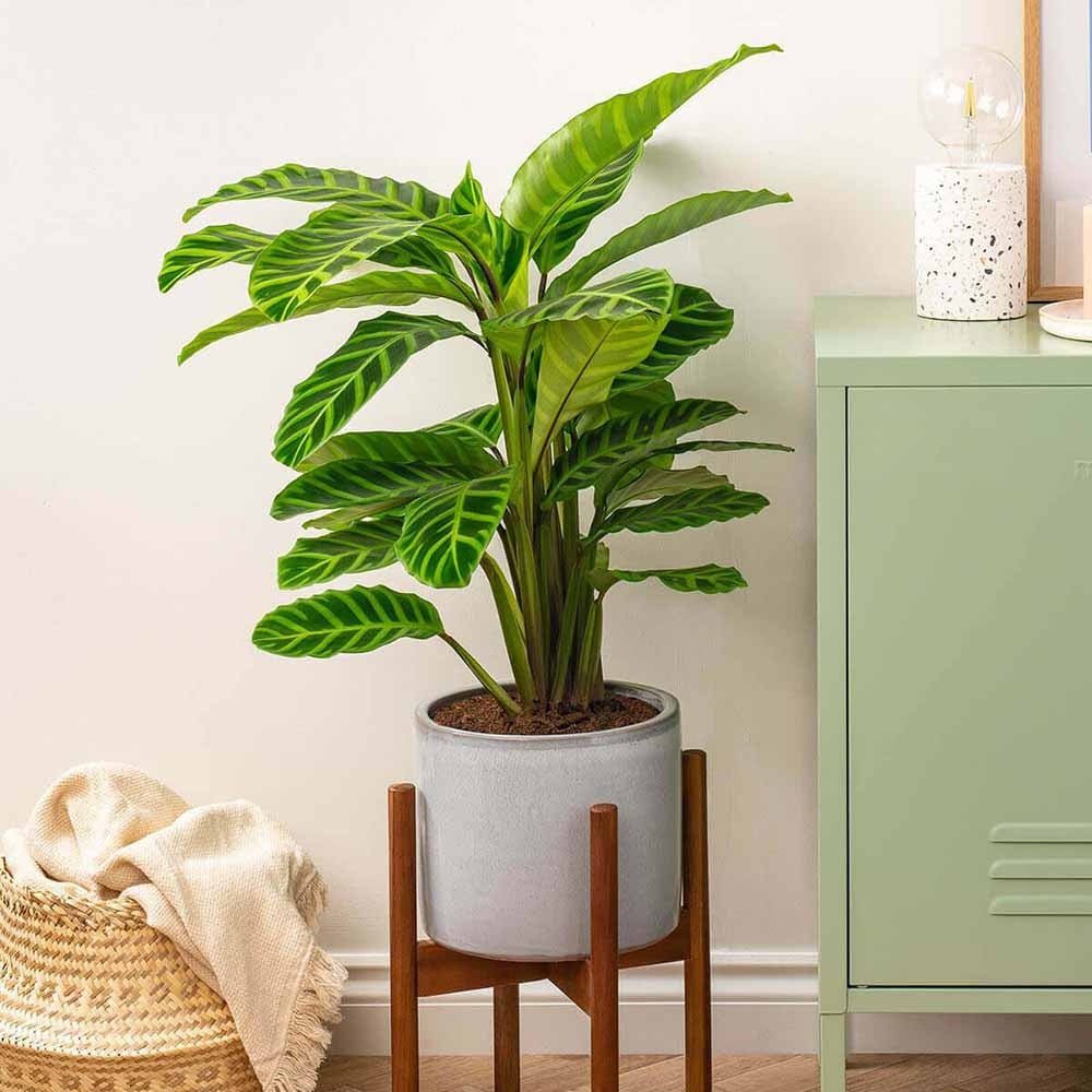Calathea Zebrina - 40 cm
