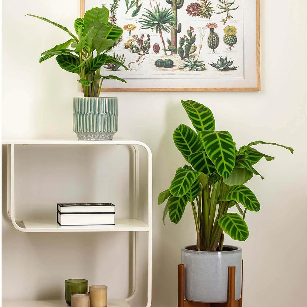 Calathea Zebrina - 40 cm