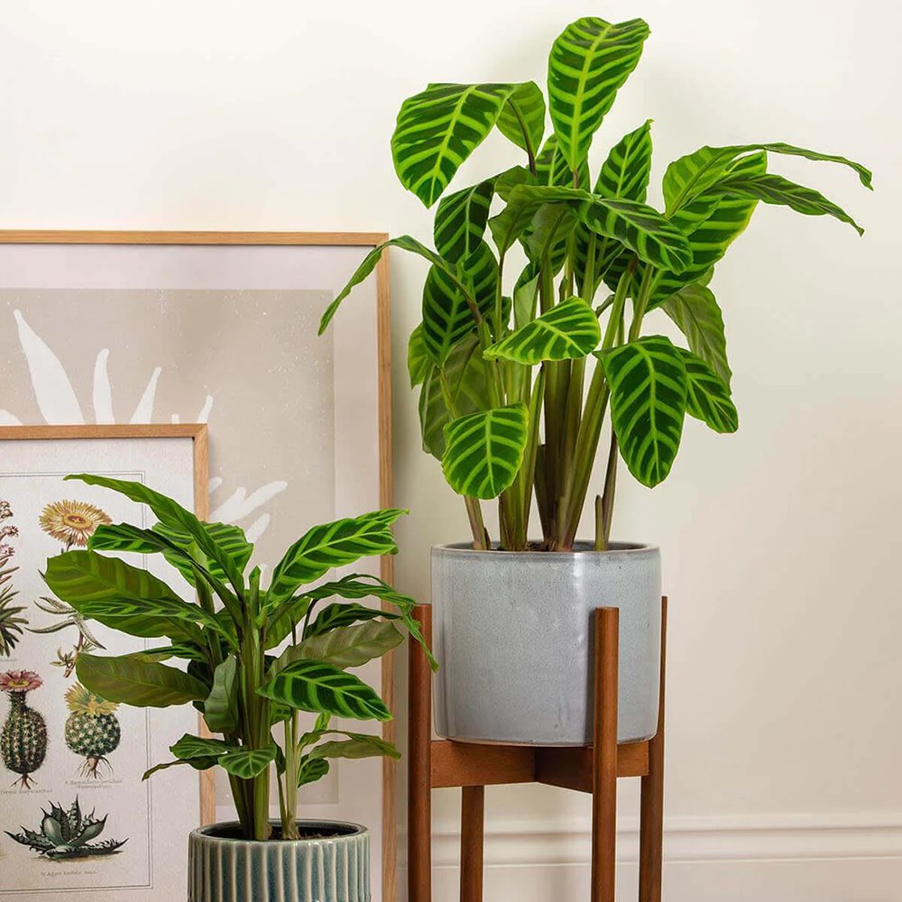 Calathea Zebrina - 40 cm