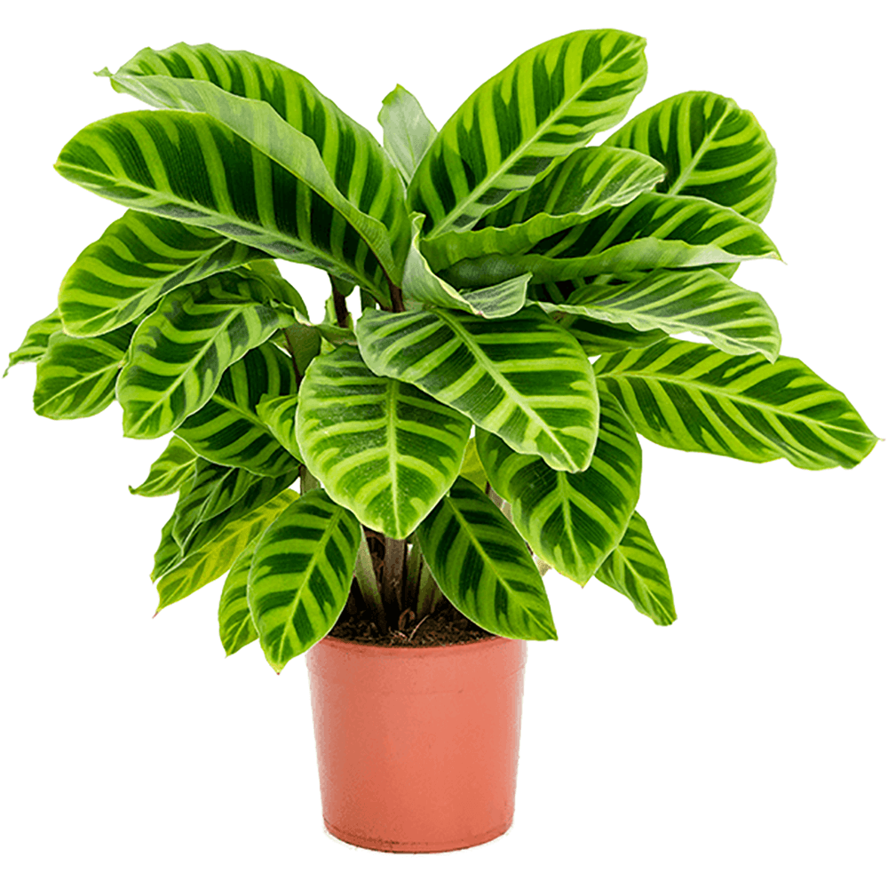 Calathea Zebrina - 40 cm