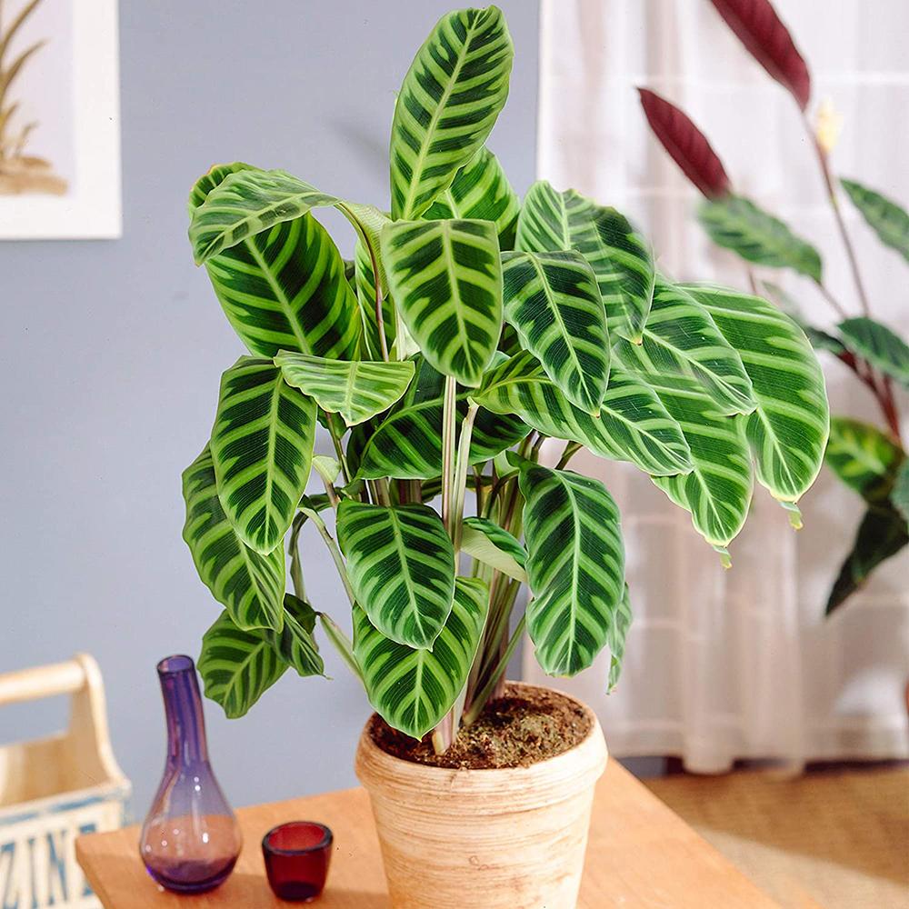Calathea Zebrina - 80 cm