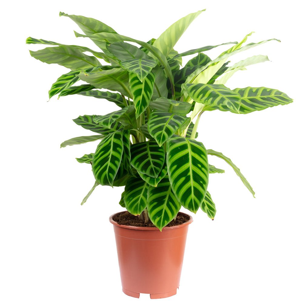 Calathea Zebrina - 80 cm