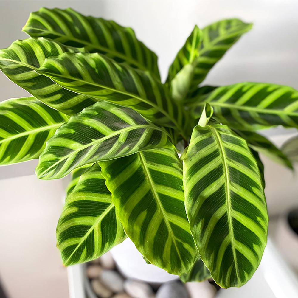 Calathea Zebrina - 40 cm