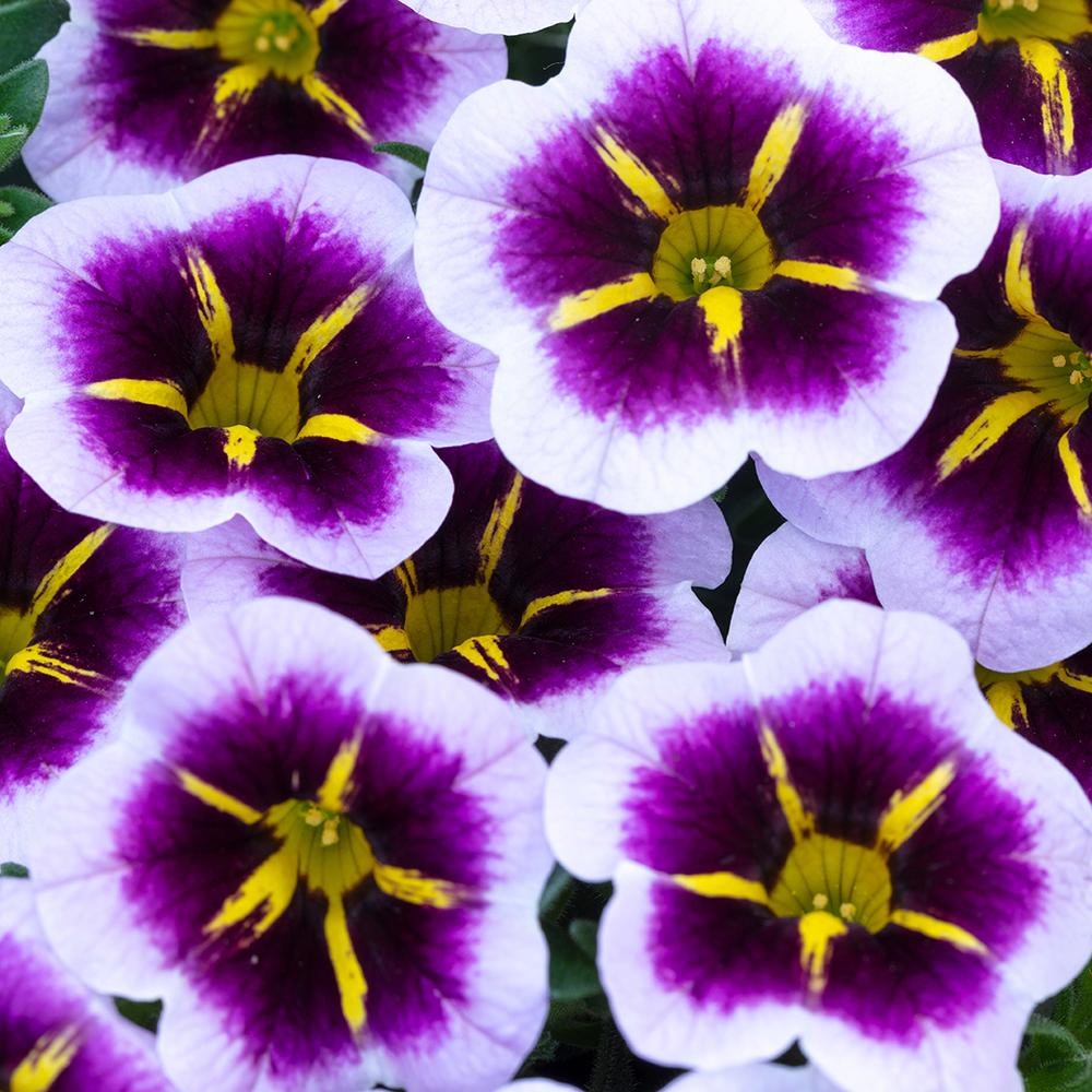 Calibrachoa (Petunie) Aubergine Star