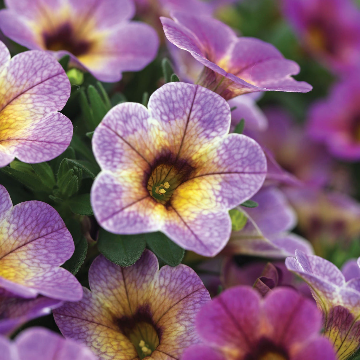 Calibrachoa (Petunie) Chameleon® Blueberry Scone