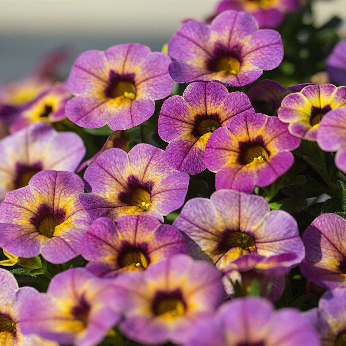 Calibrachoa (Petunie) Chameleon® Blueberry Scone