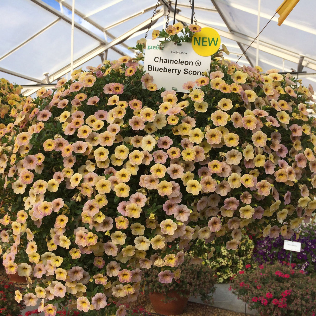 Calibrachoa (Petunie) Chameleon® Blueberry Scone