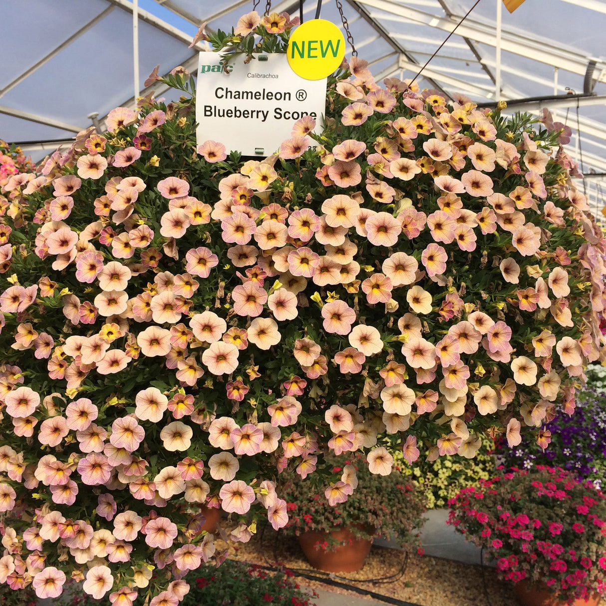 Calibrachoa (Petunie) Chameleon® Blueberry Scone