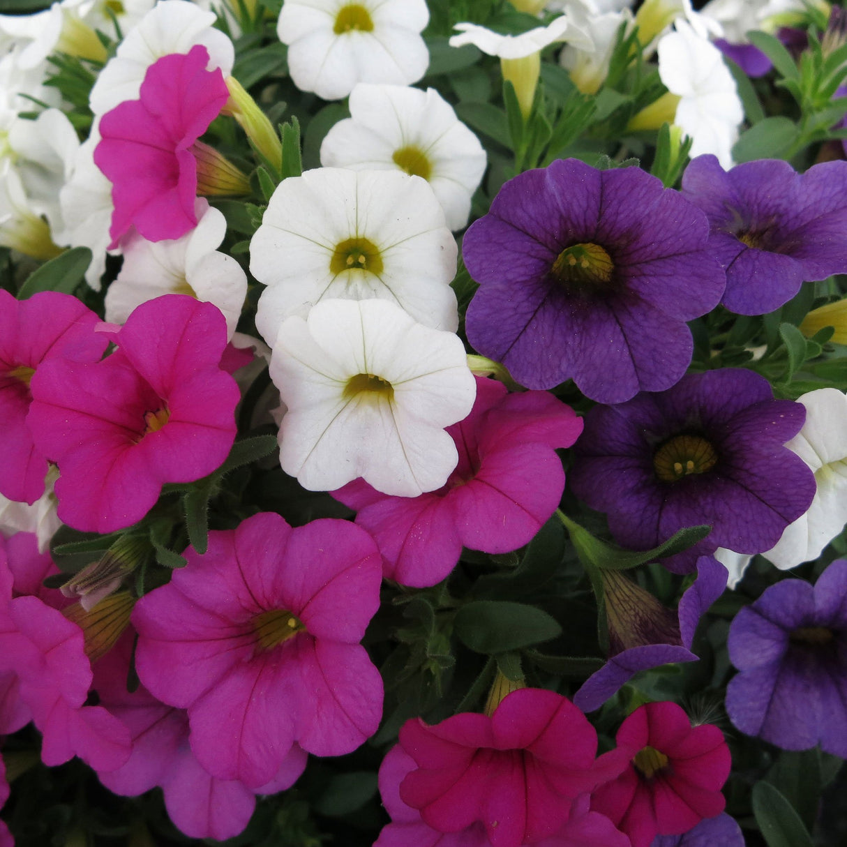 Calibrachoa (Petunie) Calipetite Mix Whitebluerose