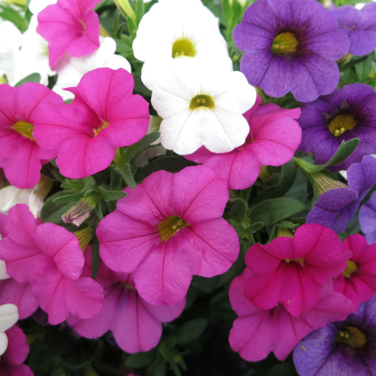 Calibrachoa (Petunie) Calipetite Mix Whitebluerose
