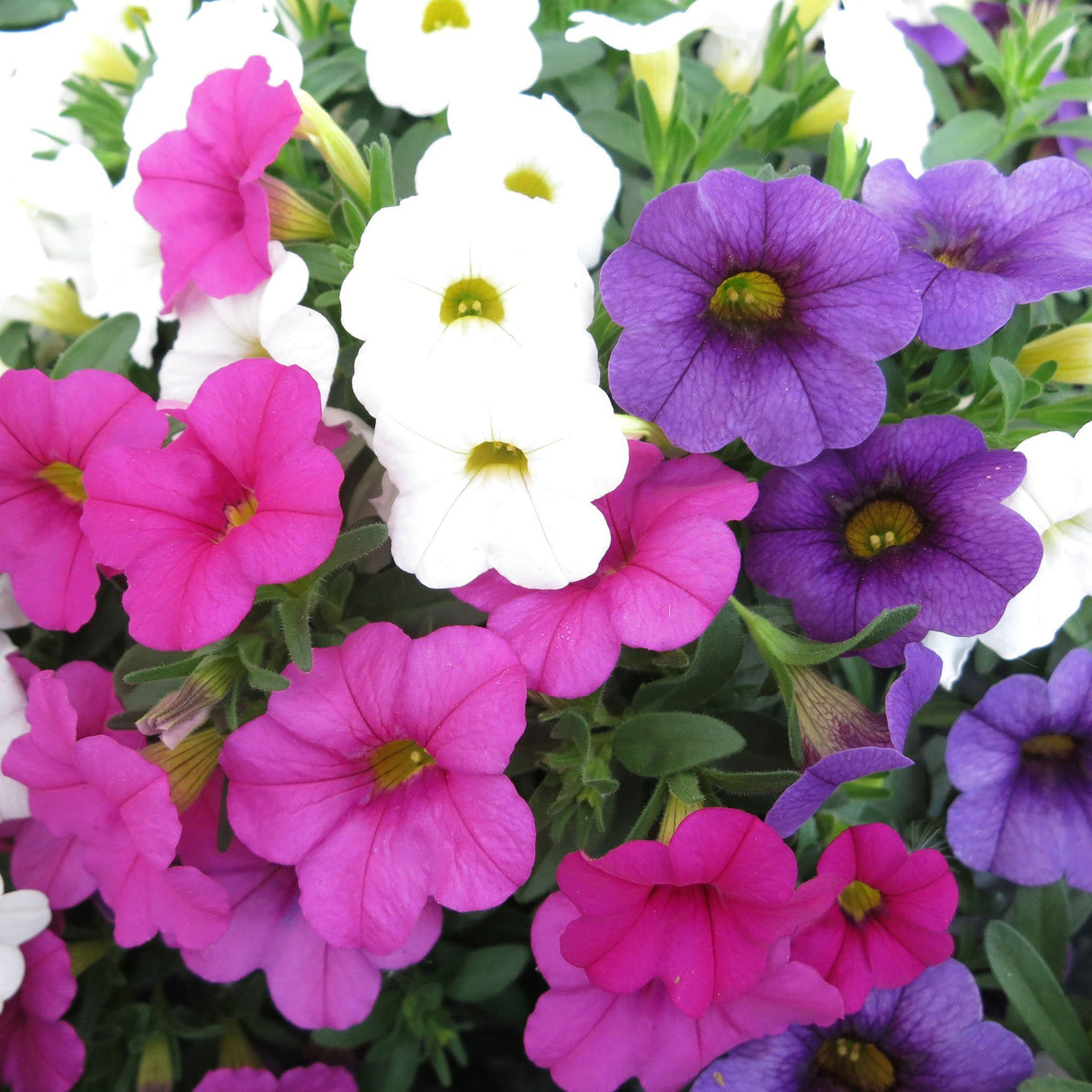 Calibrachoa (Petunie) Calipetite Mix Whitebluerose