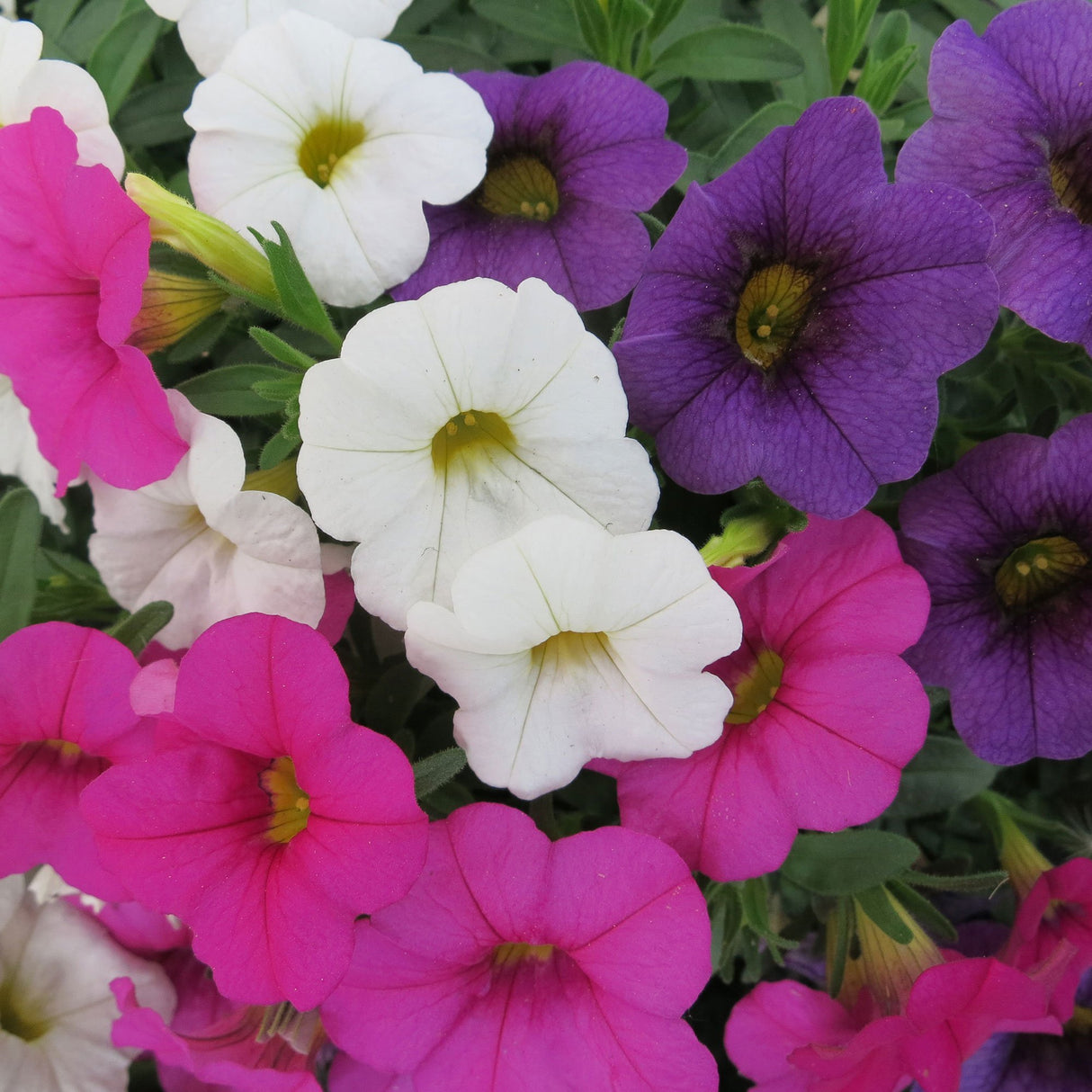 Calibrachoa (Petunie) Calipetite Mix Whitebluerose
