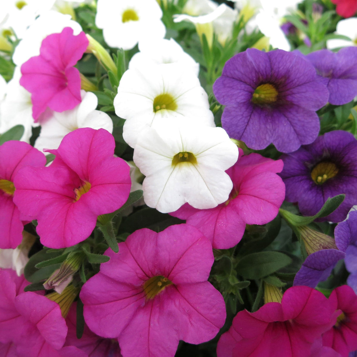 Calibrachoa (Petunie) Calipetite Mix Whitebluerose