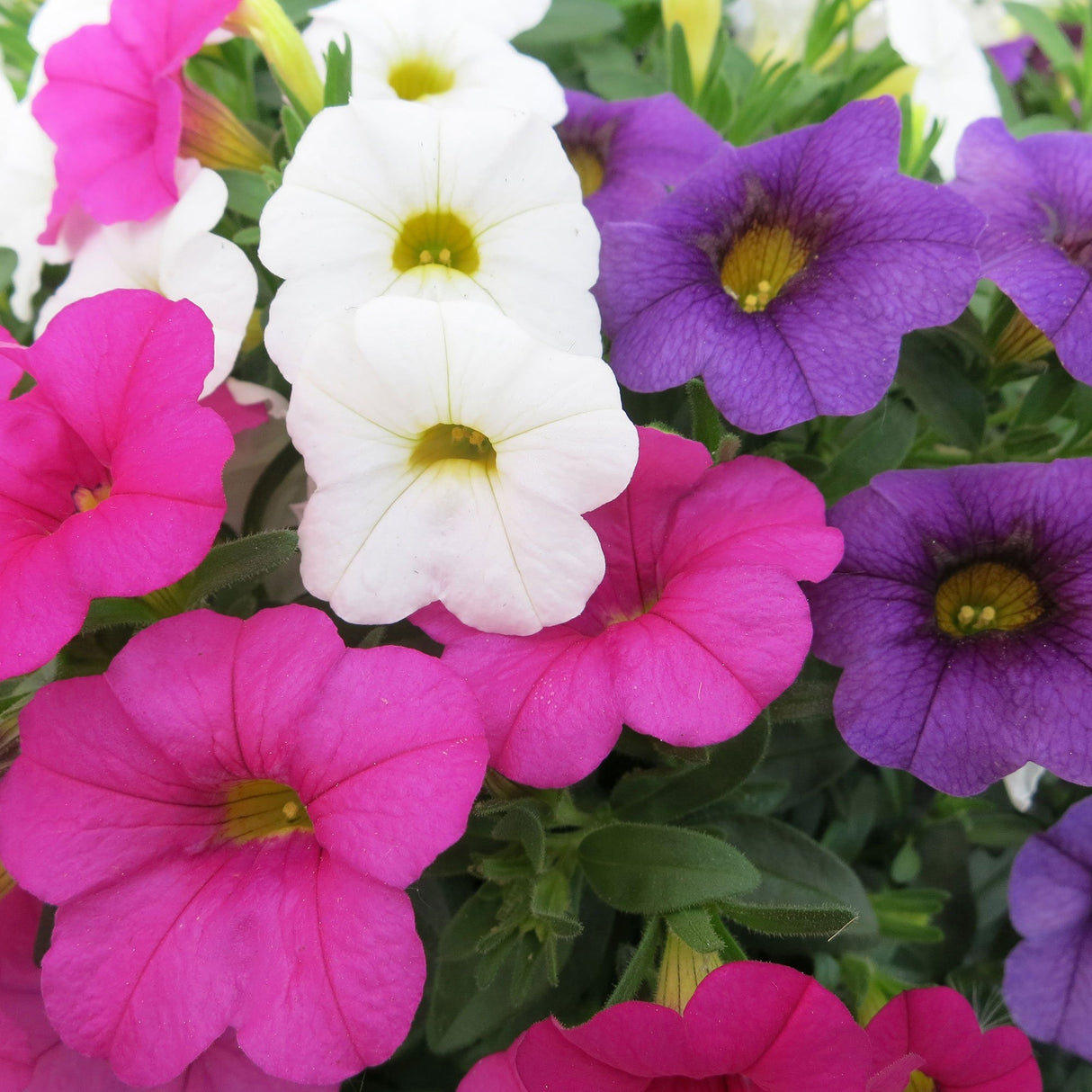 Calibrachoa (Petunie) Calipetite Mix Whitebluerose