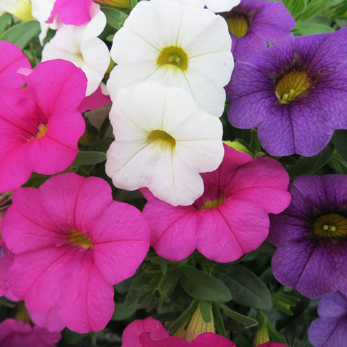 Calibrachoa (Petunie) Calipetite Mix Whitebluerose