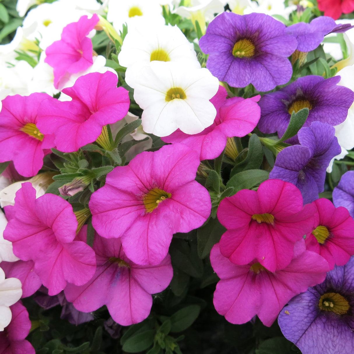 Calibrachoa (Petunie) Calipetite Mix Whitebluerose