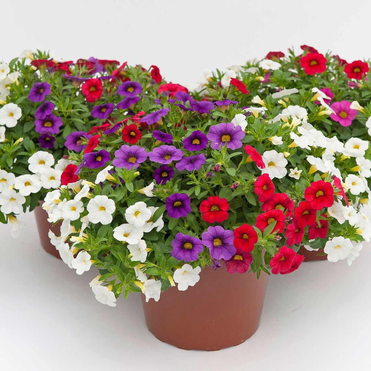 Calibrachoa (Petunie) Calipetite Mix Whitebluerose