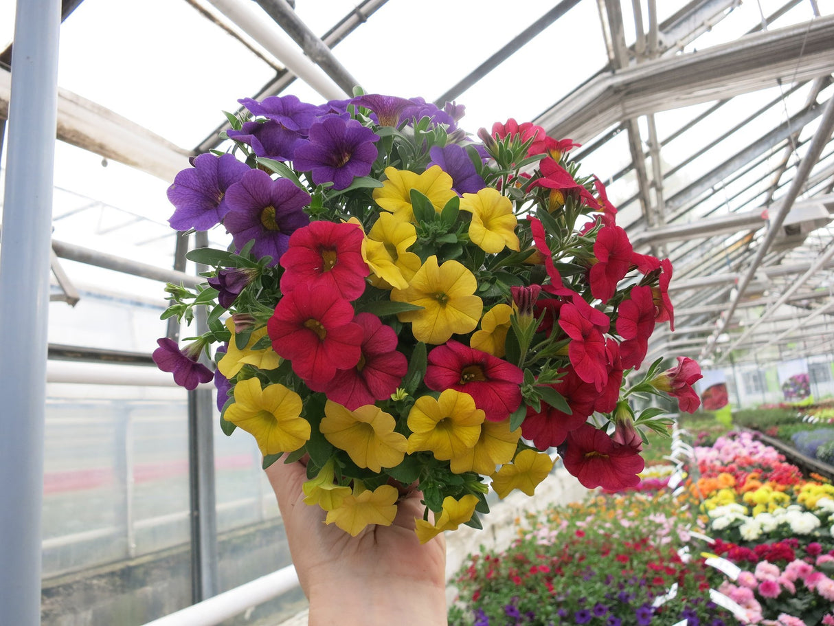 Calibrachoa (Petunie) Calipetite Mix Yellowbluered