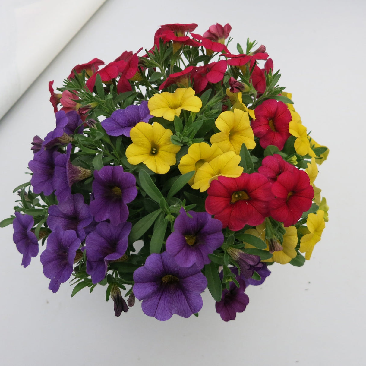 Calibrachoa (Petunie) Calipetite Mix Yellowbluered