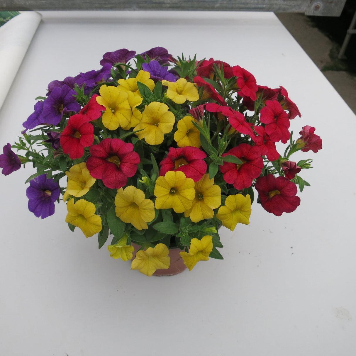 Calibrachoa (Petunie) Calipetite Mix Yellowbluered