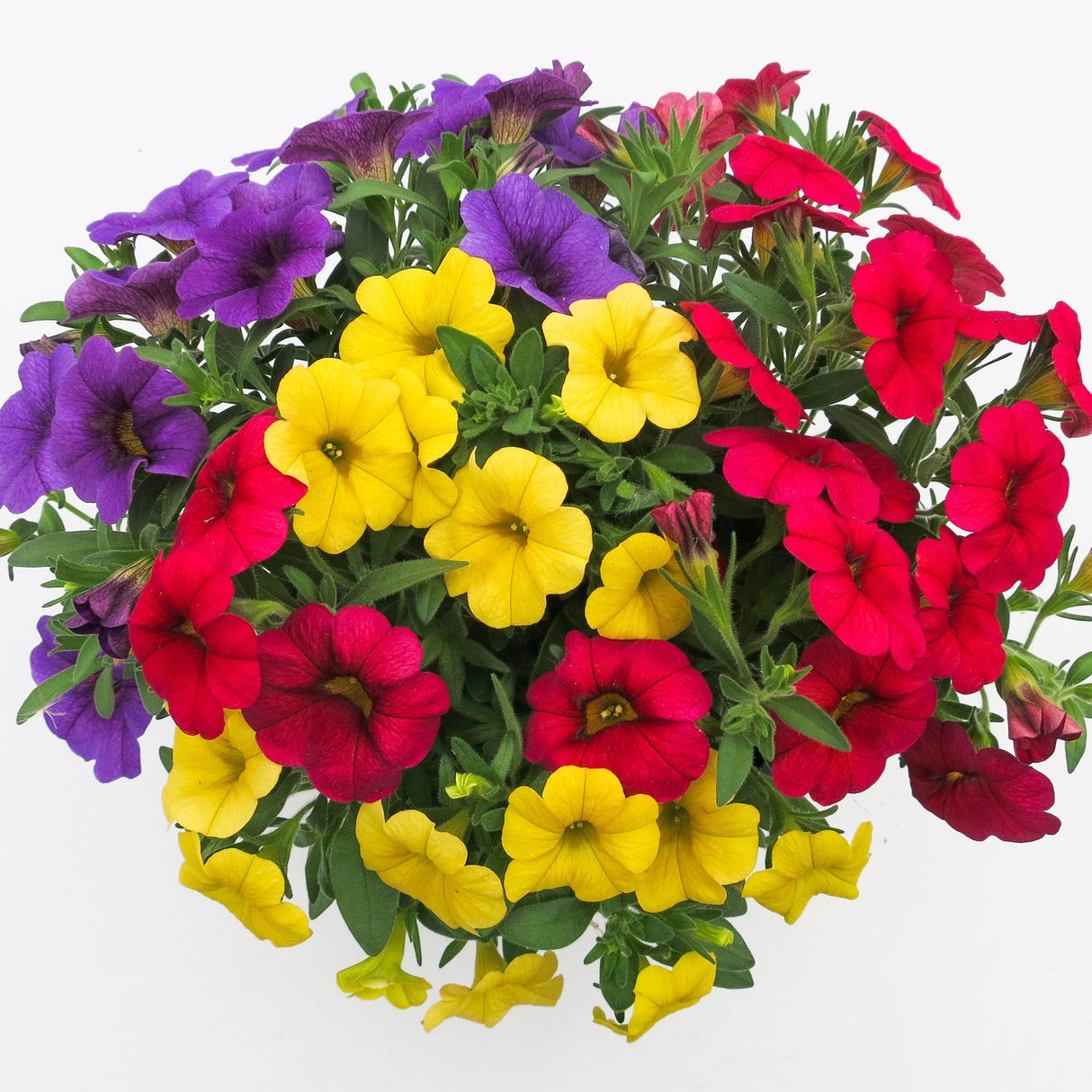 Calibrachoa (Petunie) Calipetite Mix Yellowbluered