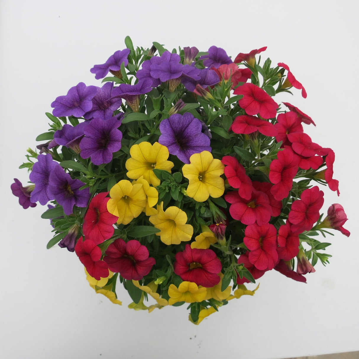 Calibrachoa (Petunie) Calipetite Mix Yellowbluered