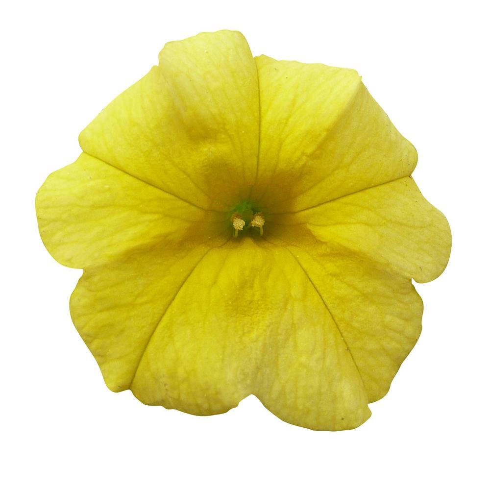 Calibrachoa (Petunie) Calipetite Yellow