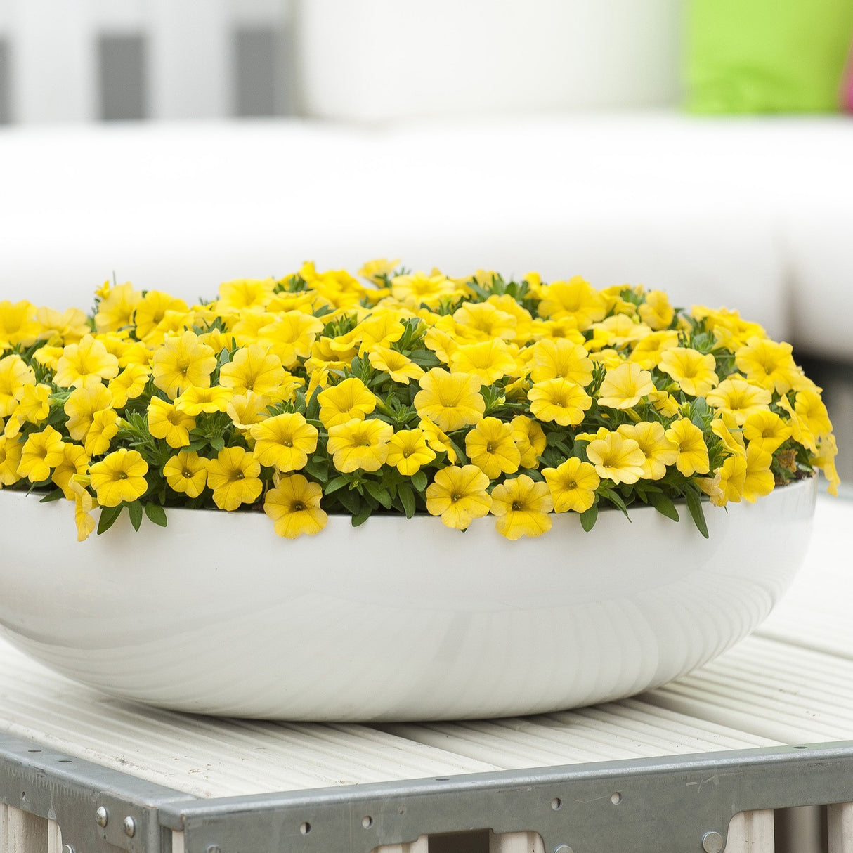 Calibrachoa (Petunie) Calipetite Yellow