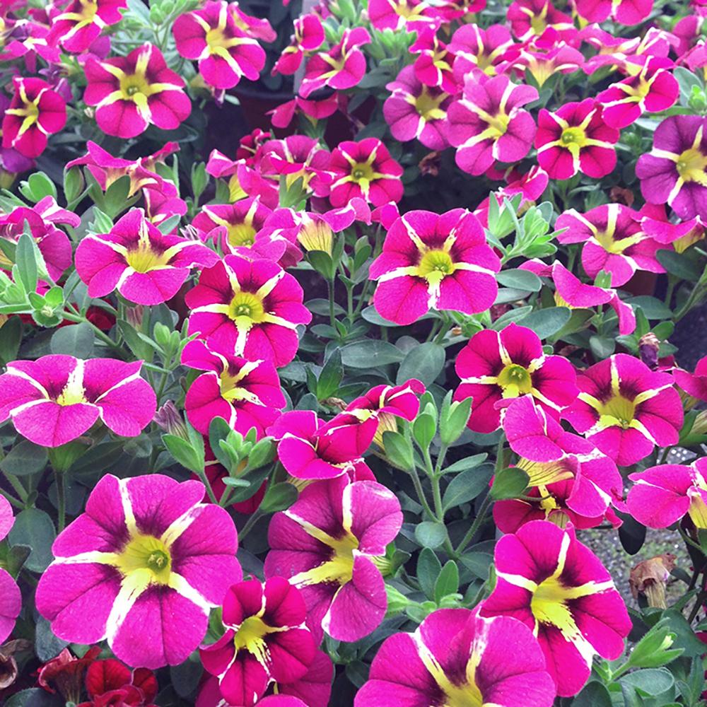 Calibrachoa (Petunie) Caliplosion Purple