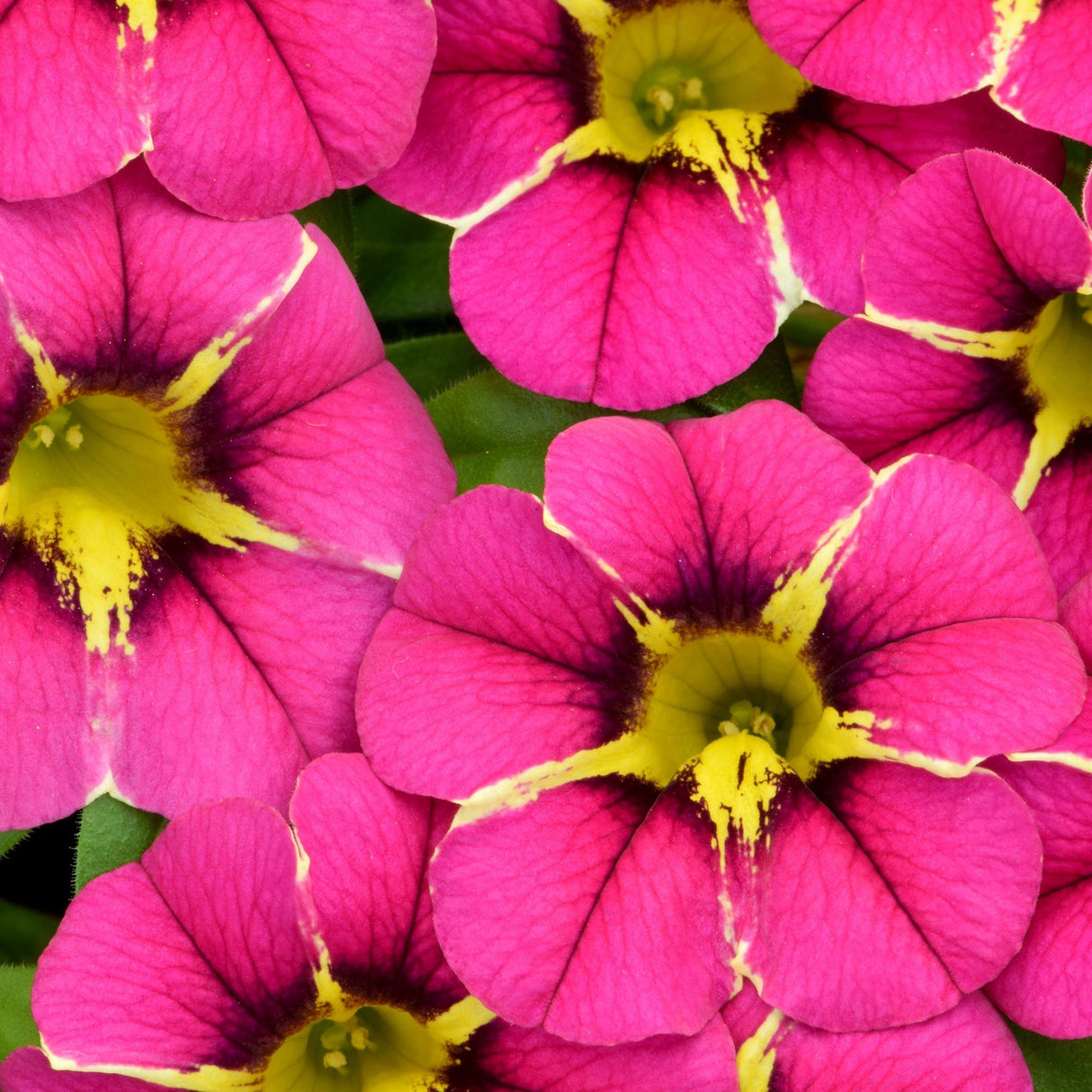 Calibrachoa (Petunie) Caliplosion Purple