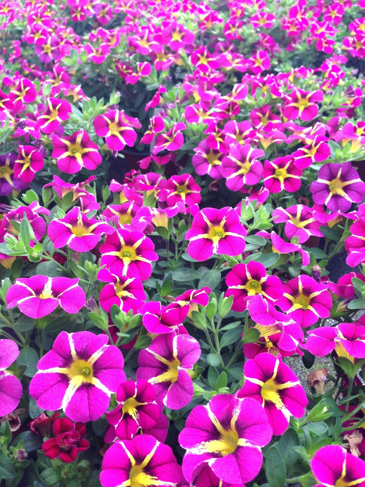 Calibrachoa (Petunie) Caliplosion Purple