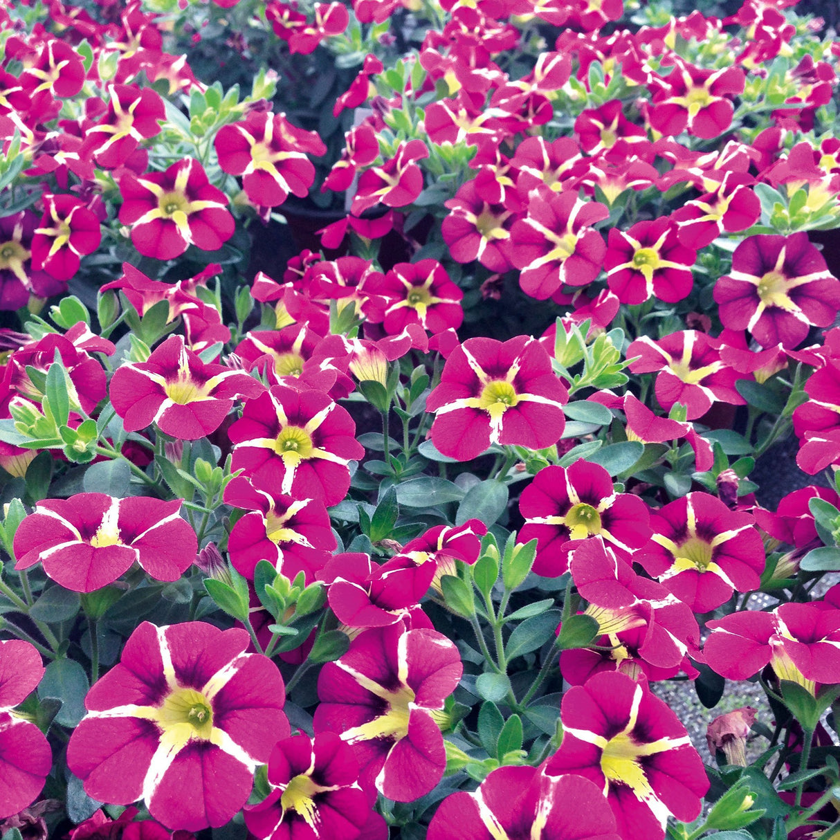 Calibrachoa (Petunie) Caliplosion Purple