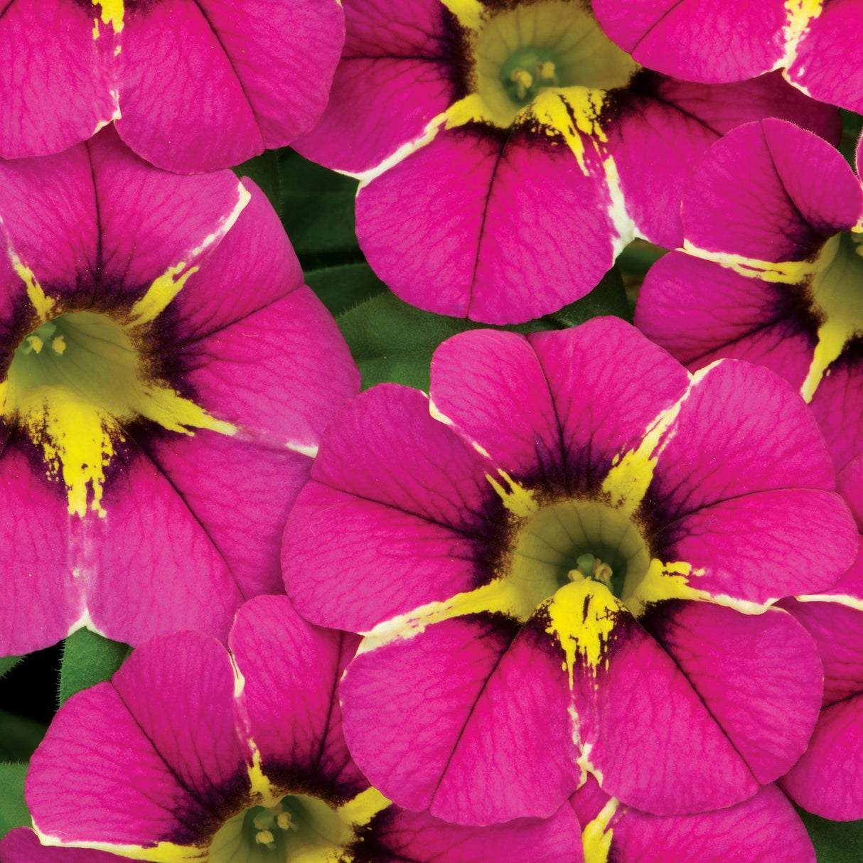 Calibrachoa (Petunie) Caliplosion Purple