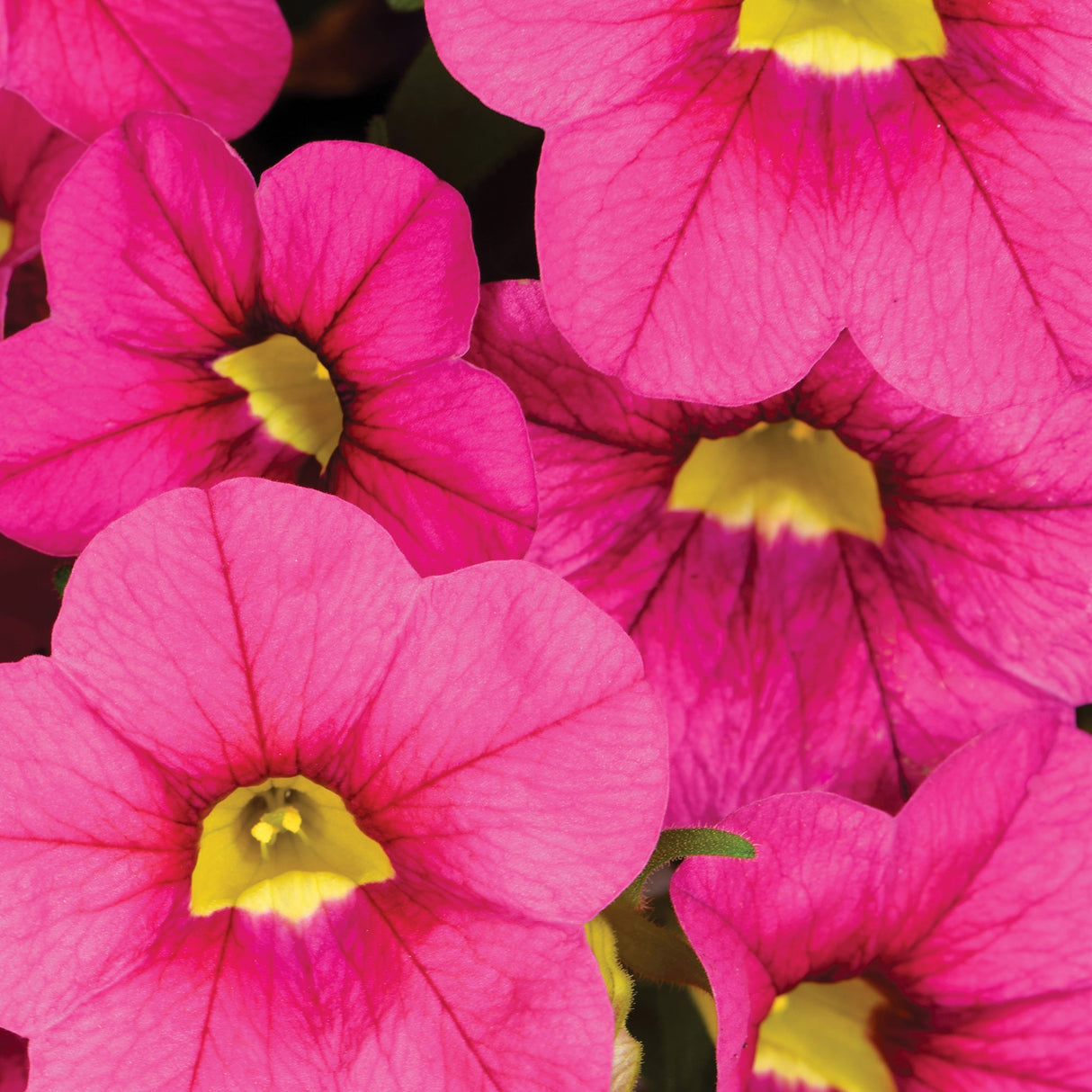 Calibrachoa (Petunie) Calitastic Fancy Fuchsia