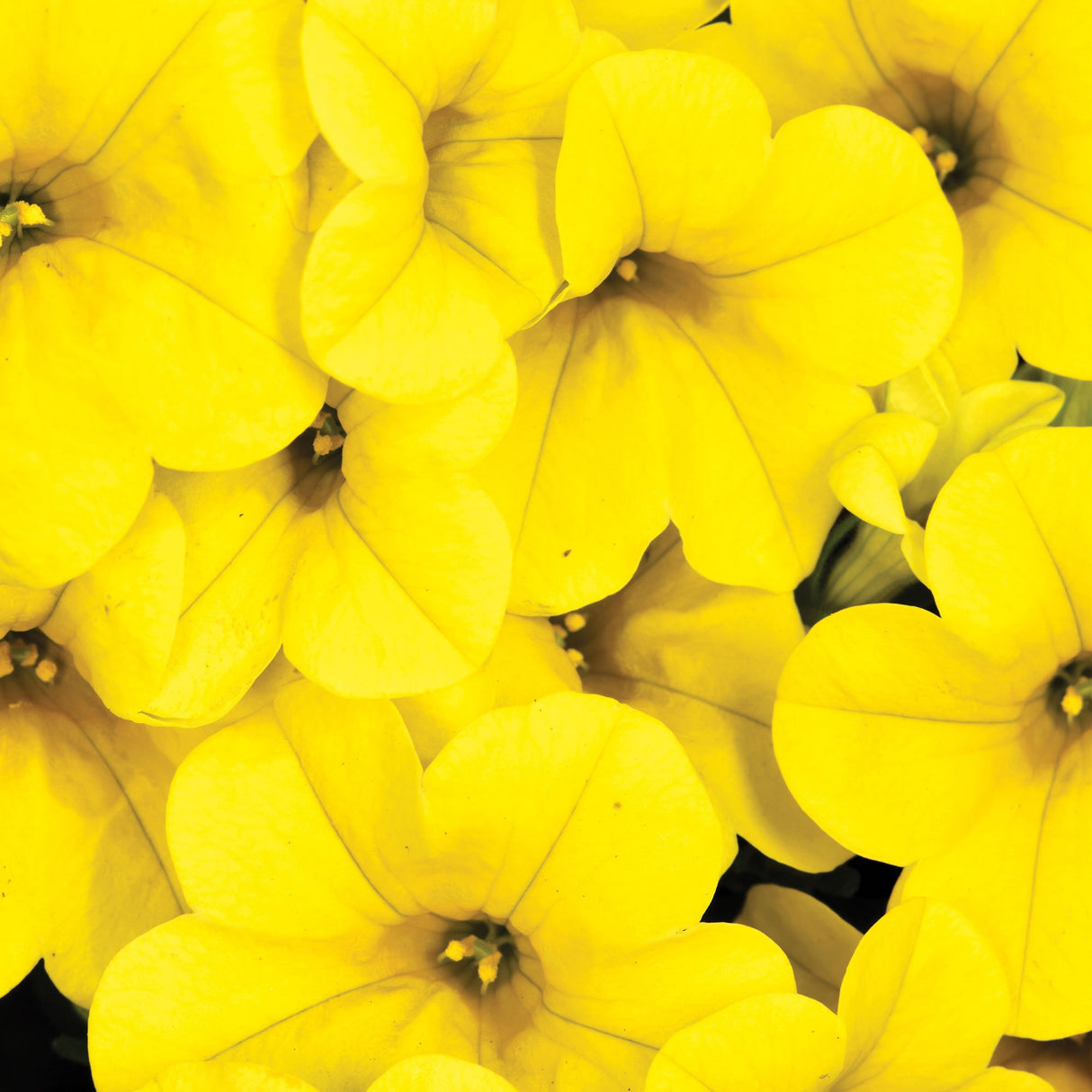 Calibrachoa (Petunie) Calitastic Gold