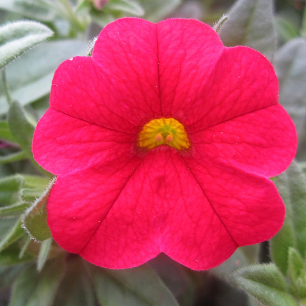 Calibrachoa (Petunie) Calitastic Red Lips
