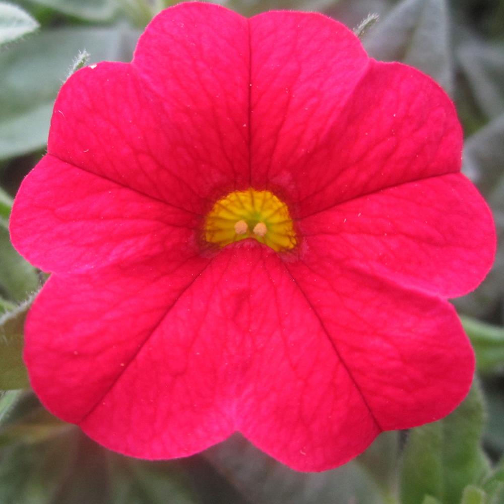 Calibrachoa (Petunie) Calitastic Red Lips