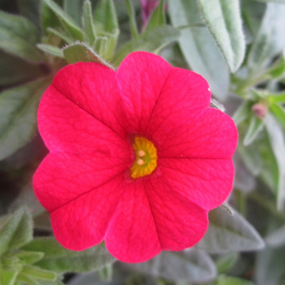 Calibrachoa (Petunie) Calitastic Red Lips