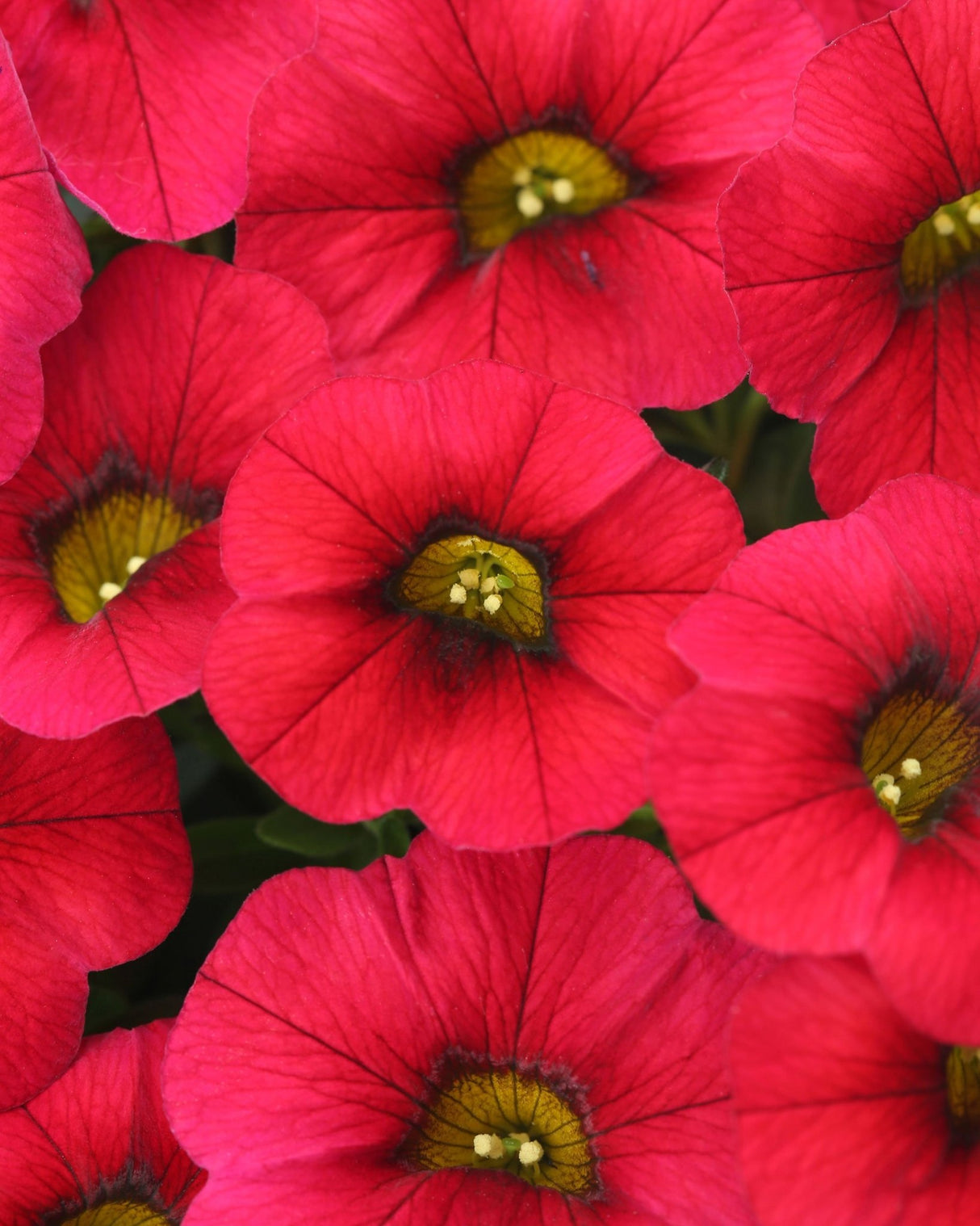 Calibrachoa (Petunie) Calitastic Red Lips