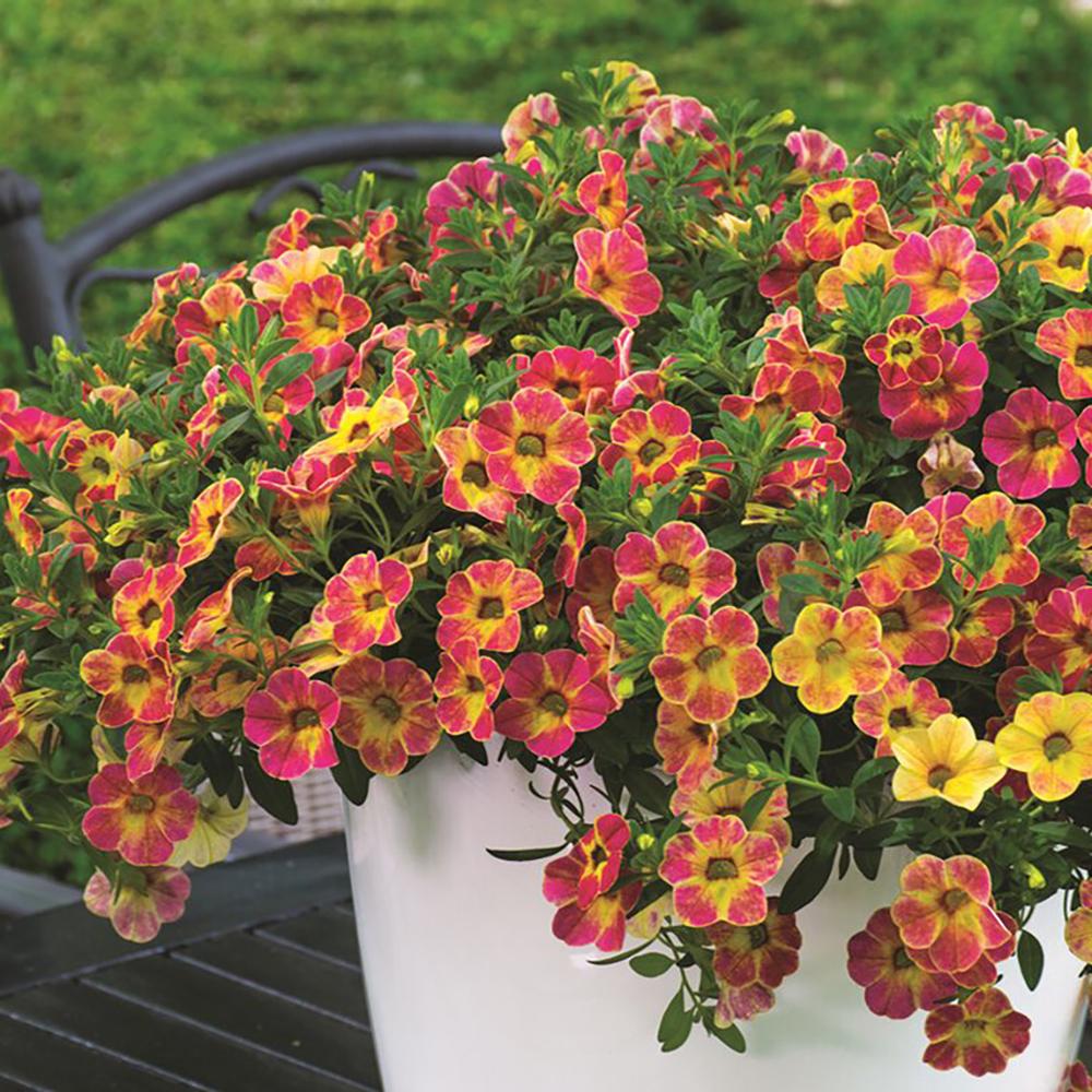 Calibrachoa (Petunie) Chameleon® Sunshine Berry