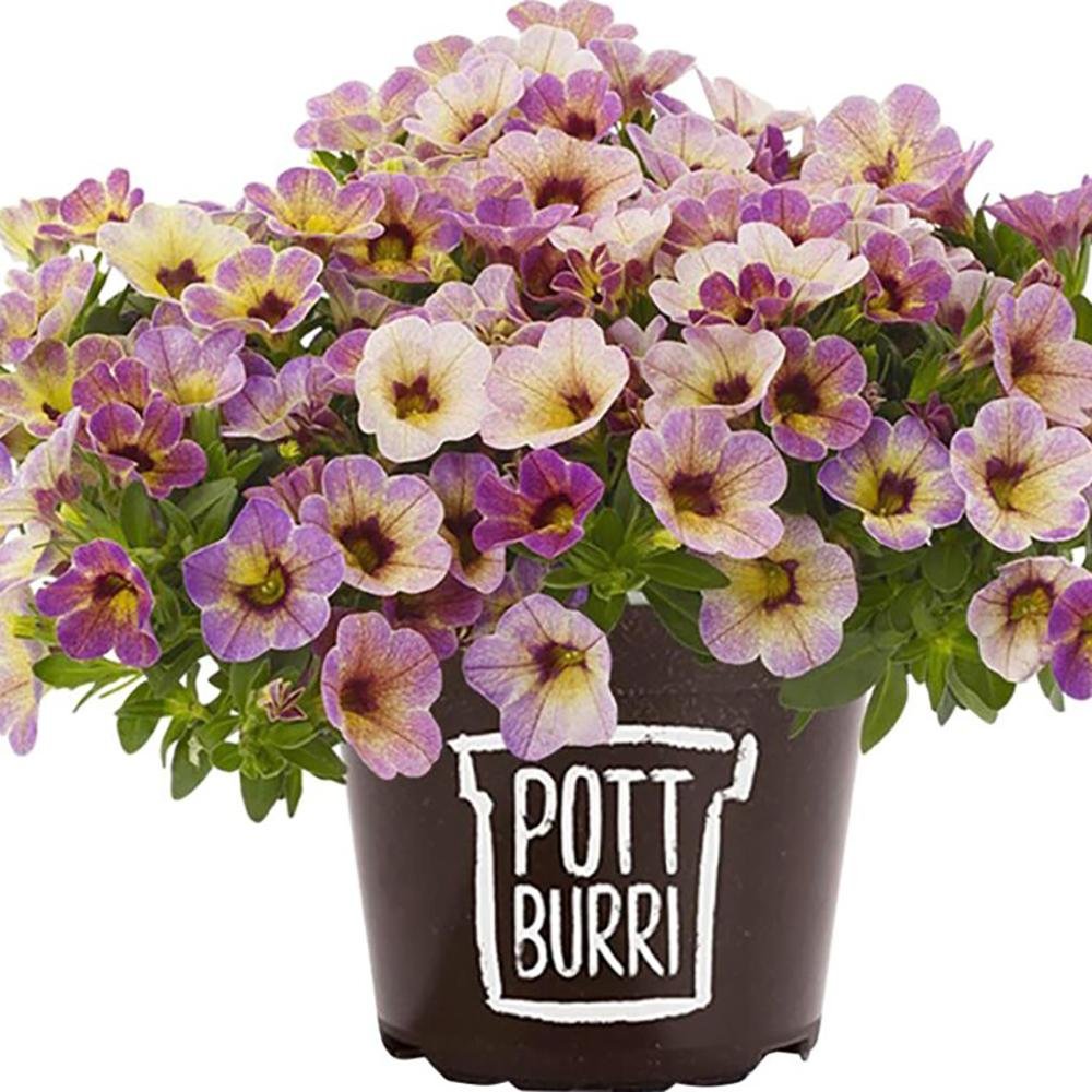Calibrachoa (Petunie) Chameleon® Sunshine Berry