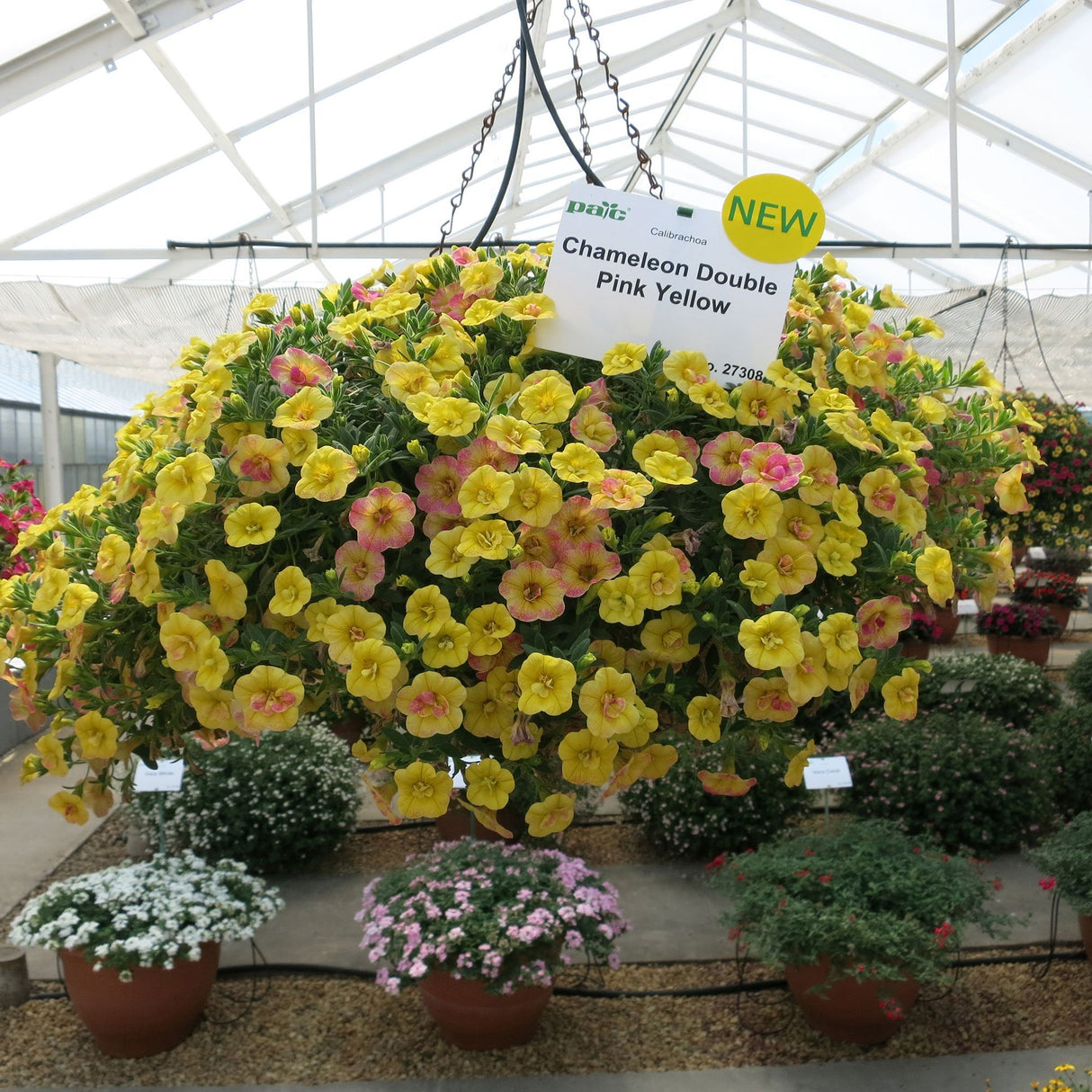 Calibrachoa (Petunie) Chameleon® Double Pink Yellow