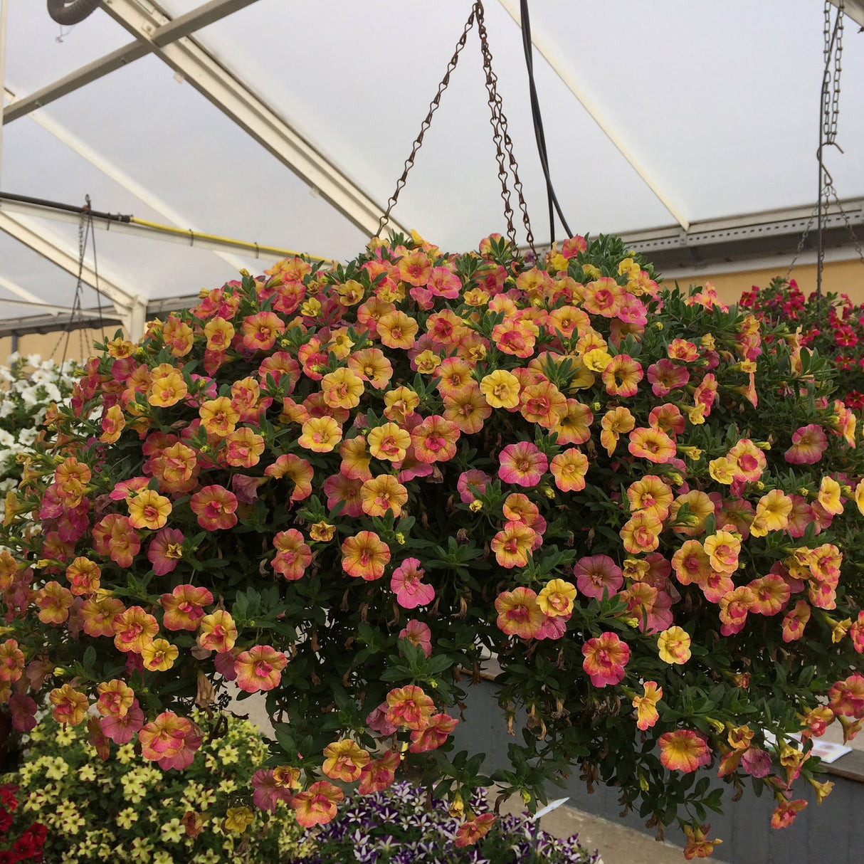Calibrachoa (Petunie) Chameleon® Double Pink Yellow