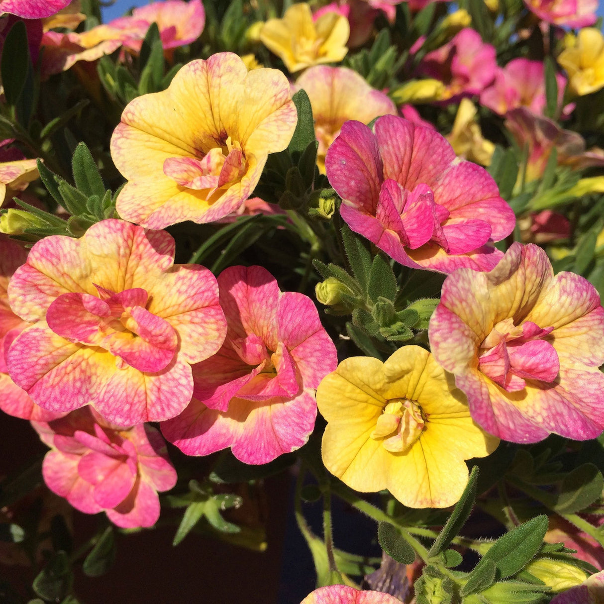 Calibrachoa (Petunie) Chameleon® Double Pink Yellow