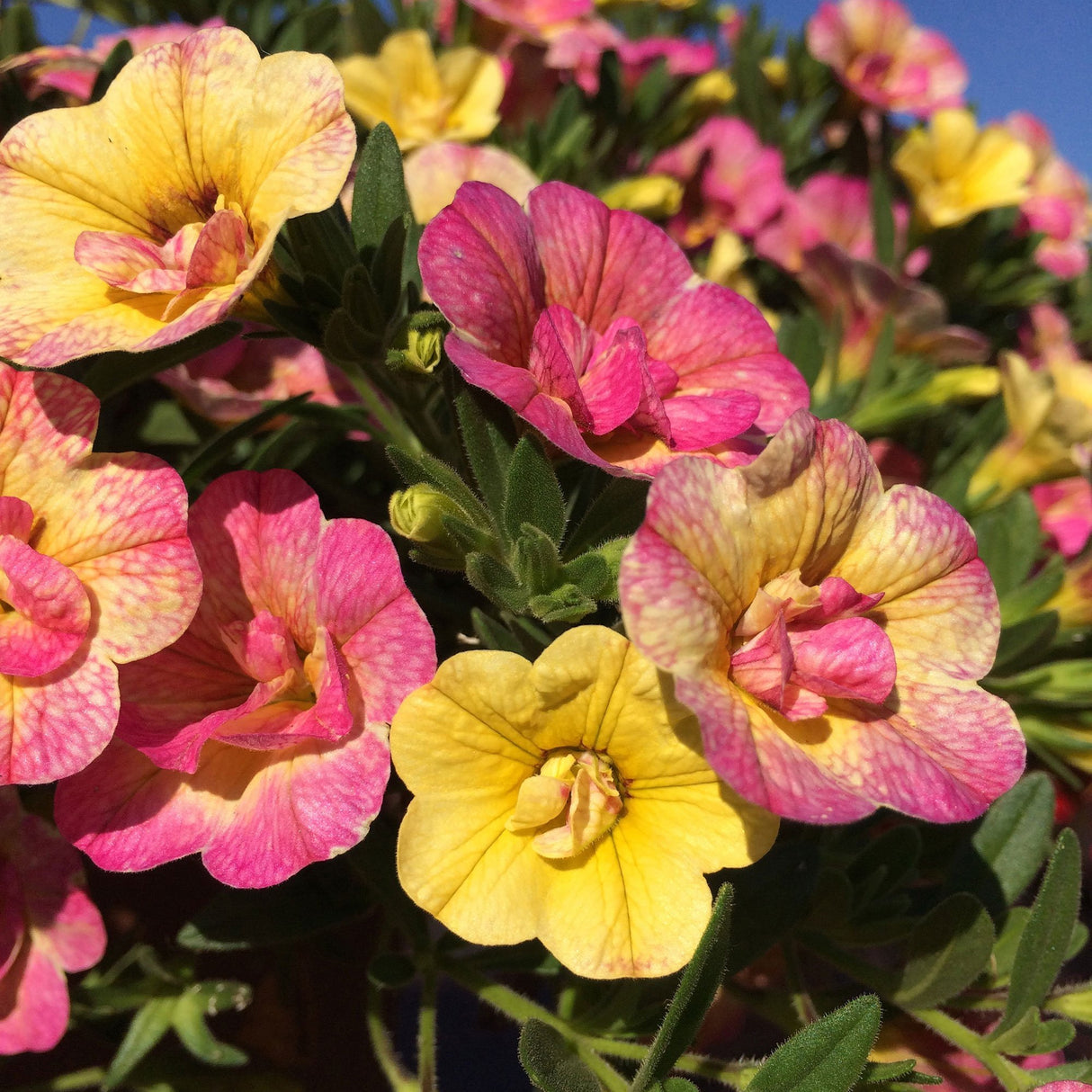 Calibrachoa (Petunie) Chameleon® Double Pink Yellow