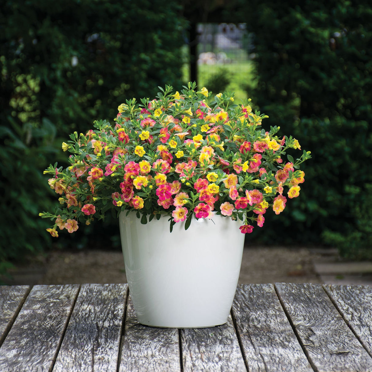 Calibrachoa (Petunie) Chameleon® Double Pink Yellow