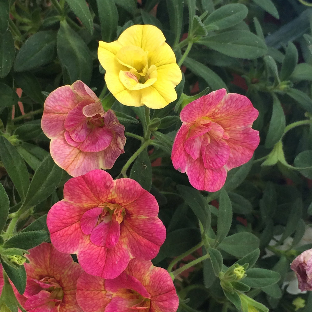 Calibrachoa (Petunie) Chameleon® Double Pink Yellow