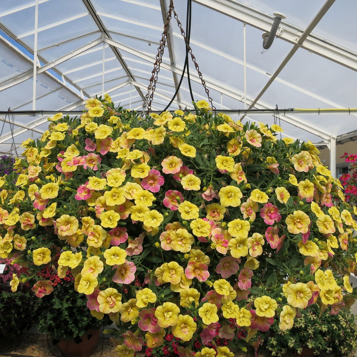 Calibrachoa (Petunie) Chameleon® Double Pink Yellow